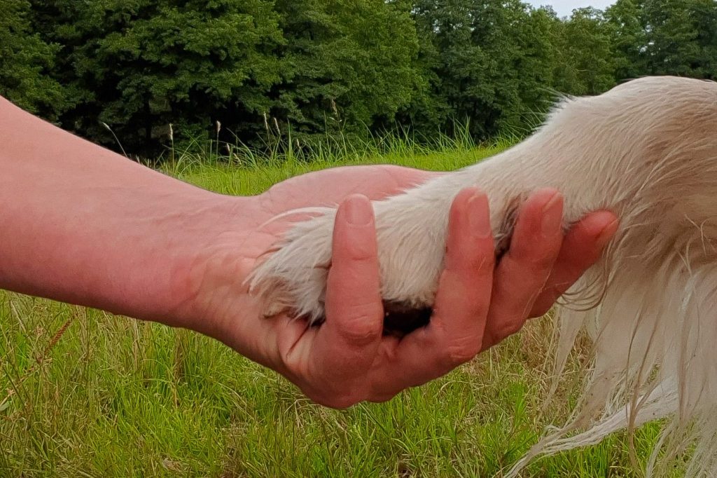 Mensch und Tier gemeinsam
